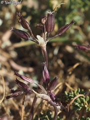 Allium feinbergii