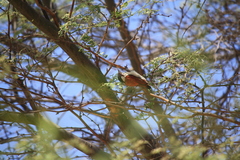 Dryobates callonotus