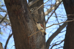 Dryobates callonotus