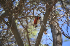 Dryobates callonotus