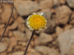 Anthemis pauciloba