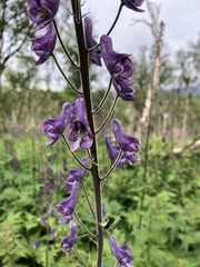 Aconitum lycoctonum
