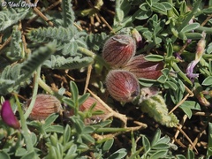 Astragalus coluteoides