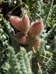 Astragalus coluteoides