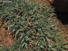 Astragalus coluteoides