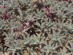 Astragalus cruentiflorus