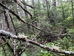 Sphaerophorus globosus