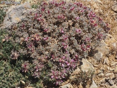 Astragalus cruentiflorus