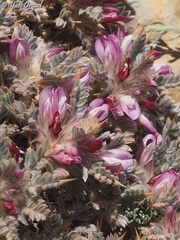 Astragalus cruentiflorus