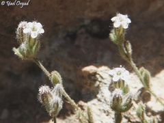 Bolanthus hirsutus