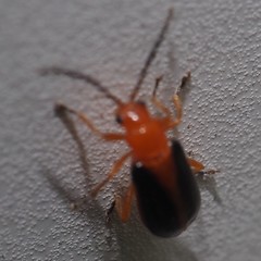 Phyllobrotica
