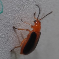 Phyllobrotica