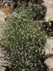 Bolanthus hirsutus