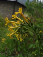 Lithospermum strictum
