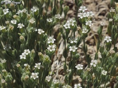 Bolanthus hirsutus