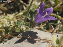 Campanula stricta