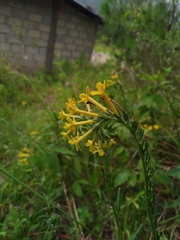 Lithospermum strictum