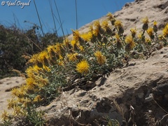 Centaurea drabifolia