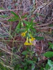 Lithospermum strictum