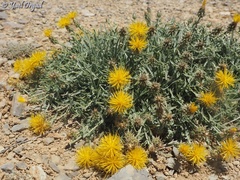 Centaurea drabifolia
