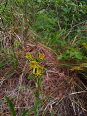 Lithospermum strictum