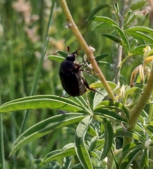 Phyllophaga lanceolata