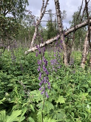 Aconitum lycoctonum