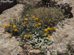 Ziziphora clinopodioides