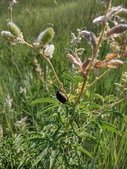 Phyllophaga lanceolata