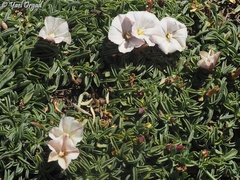 Convolvulus libanoticus