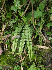 Asplenium tripteropus