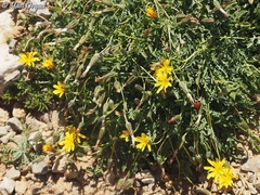 Crepis robertioides