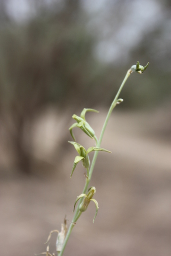 Green Daintybells