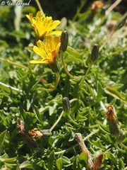 Crepis robertioides