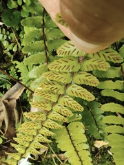 Asplenium tripteropus