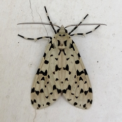 Eucereon tigrata