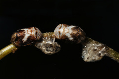 Clastoptera octonotata