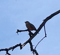 Muscisaxicola capistratus