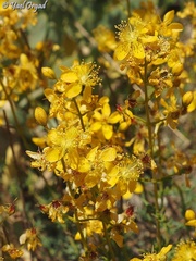 Hypericum libanoticum