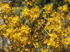 Hypericum libanoticum