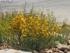Hypericum libanoticum