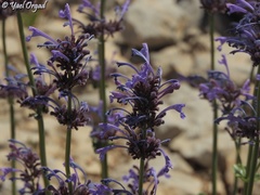 Nepeta cilicia