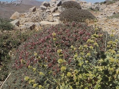 Noaea mucronata