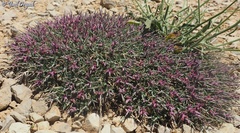 Noaea mucronata