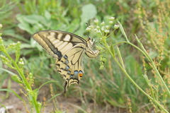 Papilio machaon