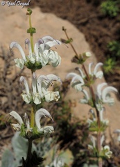 Salvia microstegia