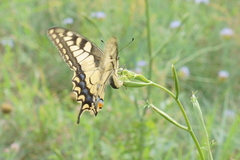 Papilio machaon