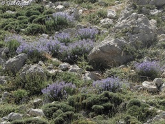 Teucrium orientale