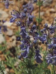 Teucrium orientale