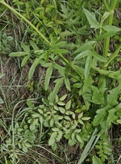 Pastinaca sativa